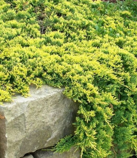 Juniperus horizontalis 'Golden Carpet'